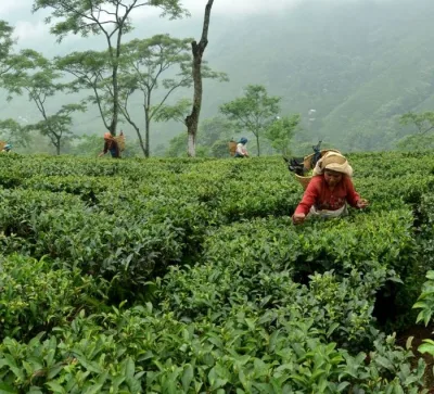 Moonlight First Flush Darjeeling DJ-31/25