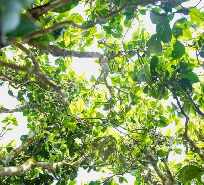 Selezione di tè verde