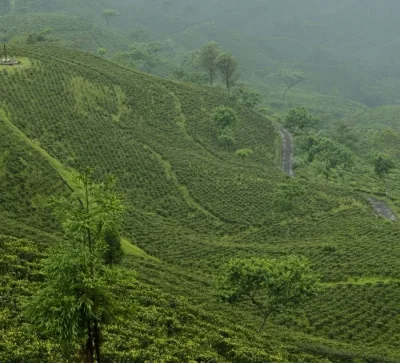Moonlight First Flush Darjeeling DJ-31/25